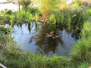 Teichbilder Teich Bild 3